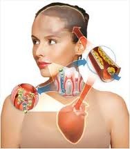 Periodontia
